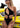 LORAL ONE PIECE